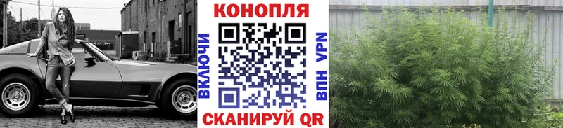 цена   Тамбов  Каннабис планчик 